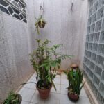 Jardim de Inverno